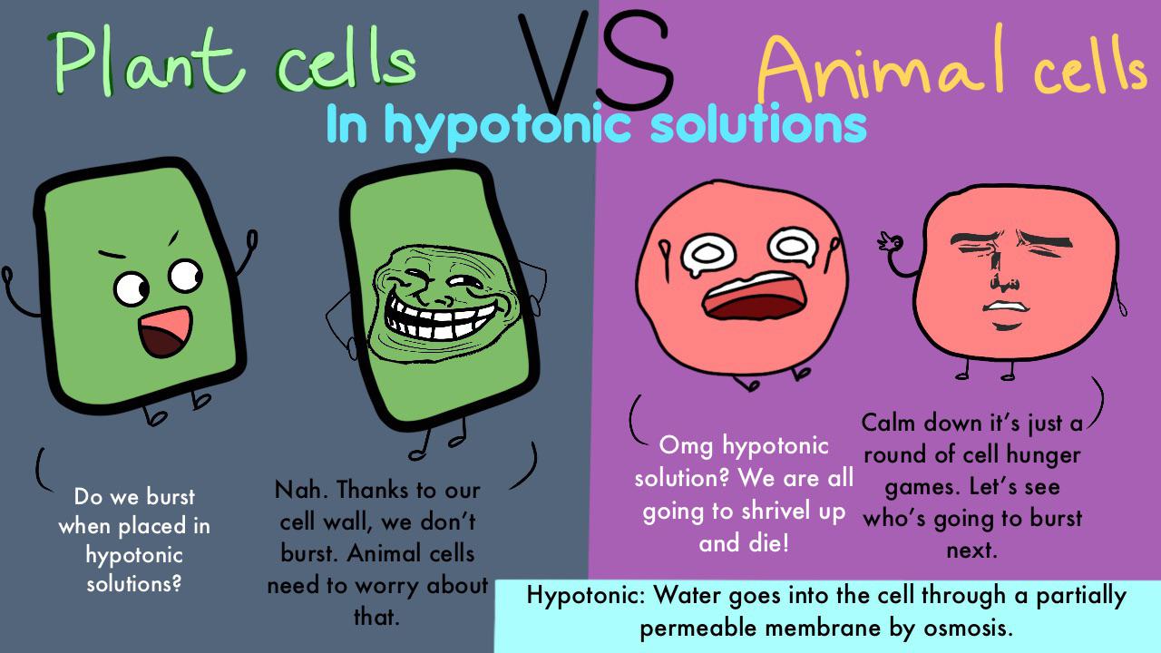 Hypotonic Solutions: Where Plant Cells Flex And Animal Cells Panic