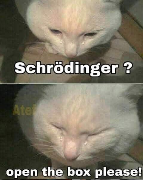 The Quantum Cat's Tearful Plea