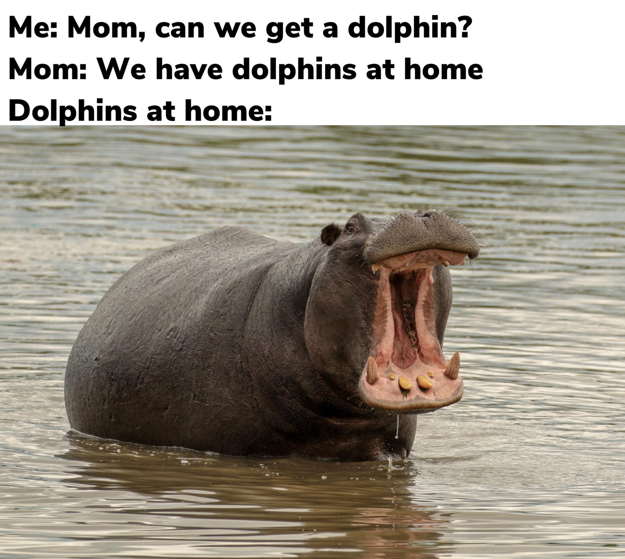 River Dolphins At Home: Taxonomic Expectations Vs Reality