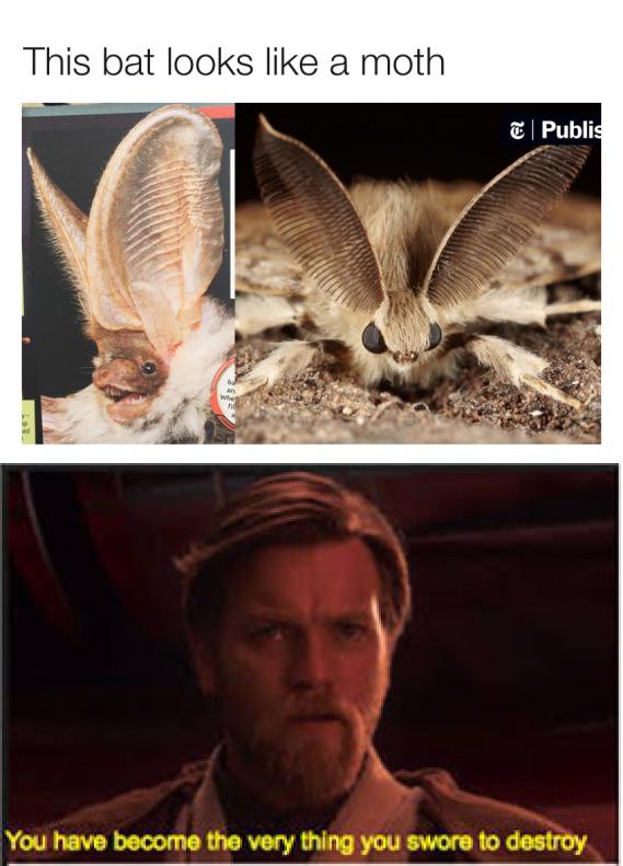 You Were Supposed To Destroy The Moths, Not Join Them!