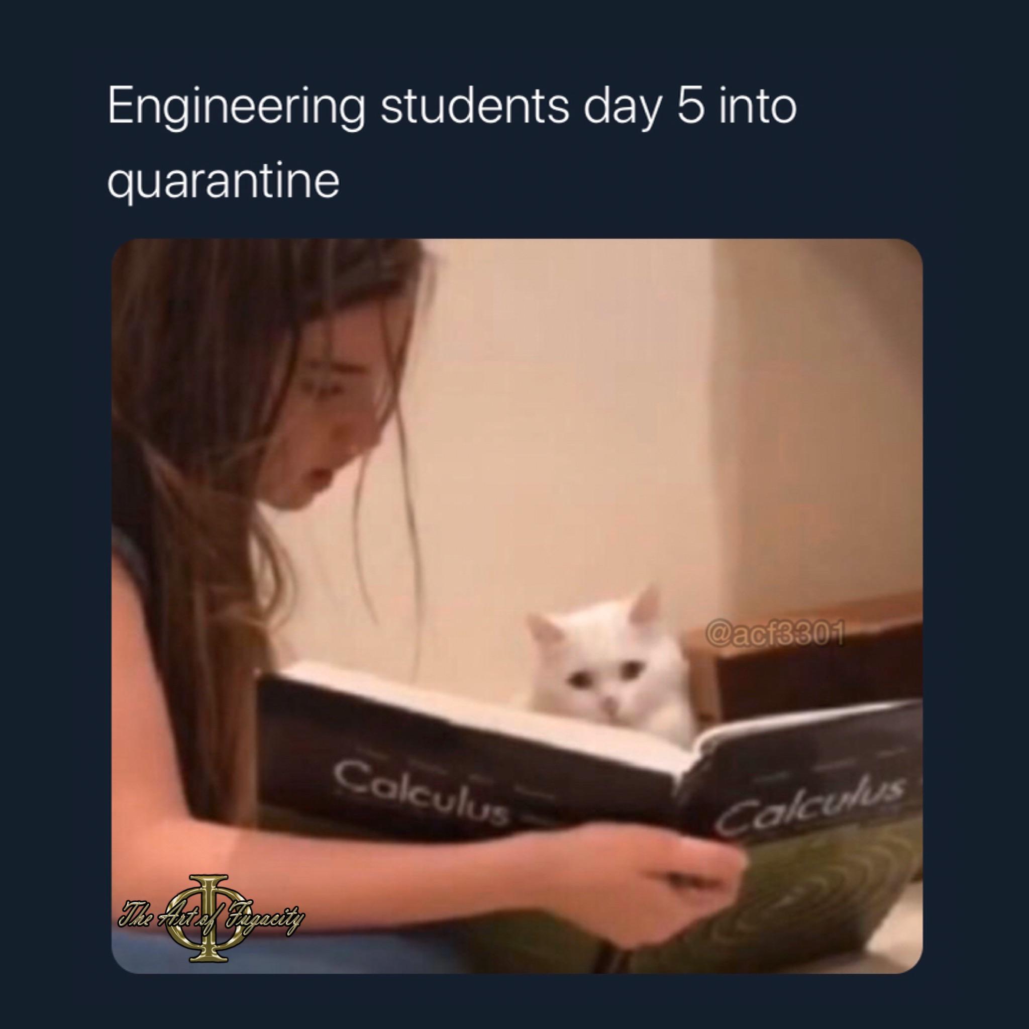 It's Lit: Feline Calculus Edition