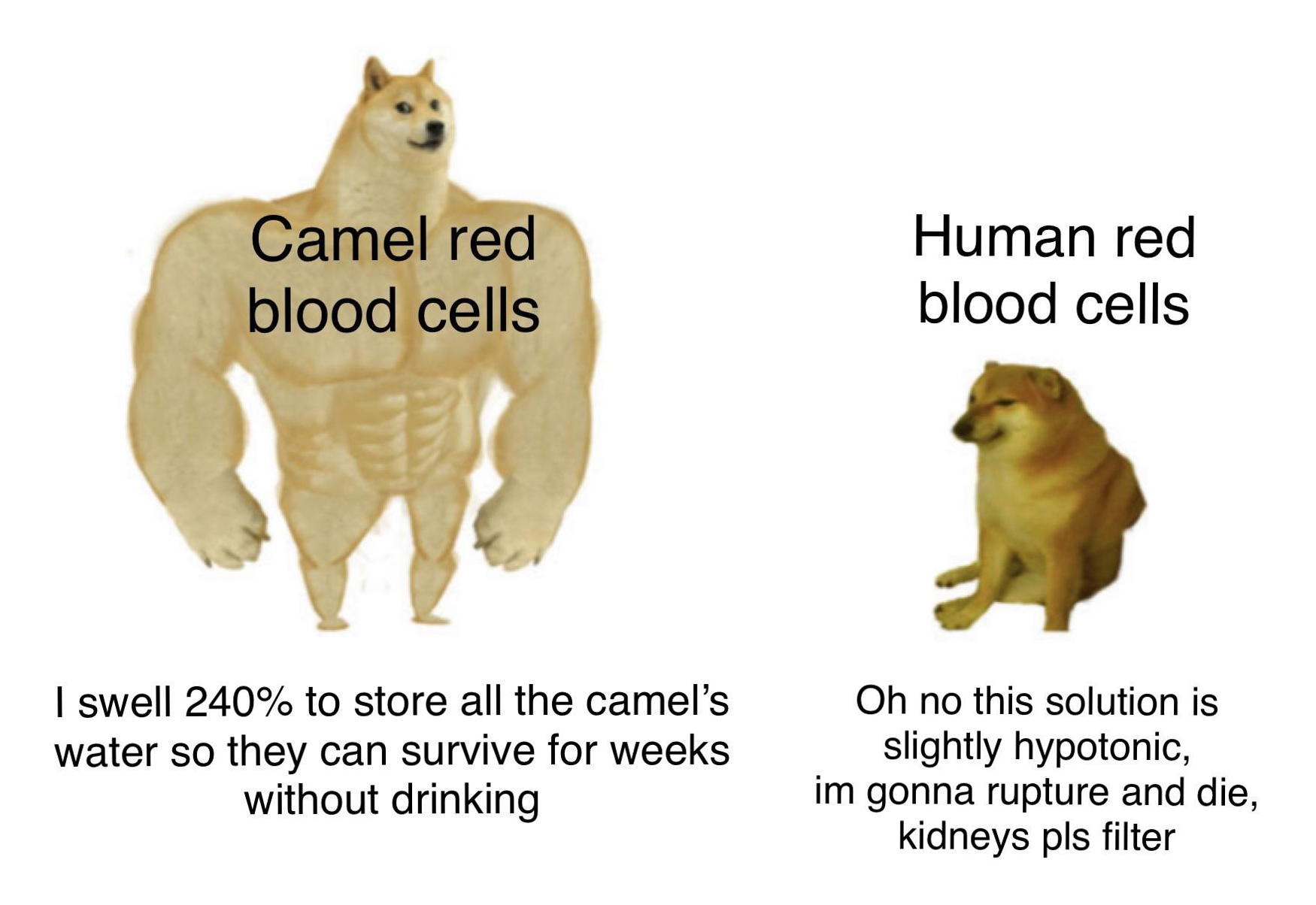 Camel Blood Cells: The Ultimate Desert Flex