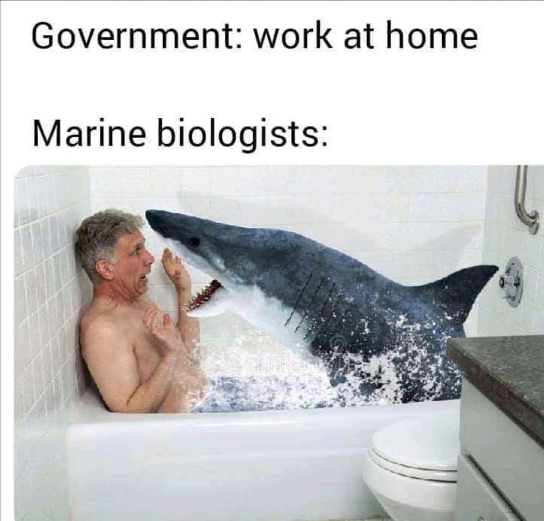 Marine Biologists Taking Work-From-Home Too Literally
