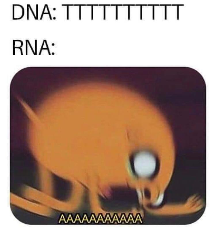 DNA Says T, RNA Screams A