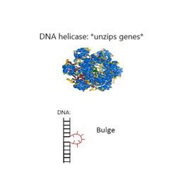 DNA Helicase: Nature's Ultimate Unzipper