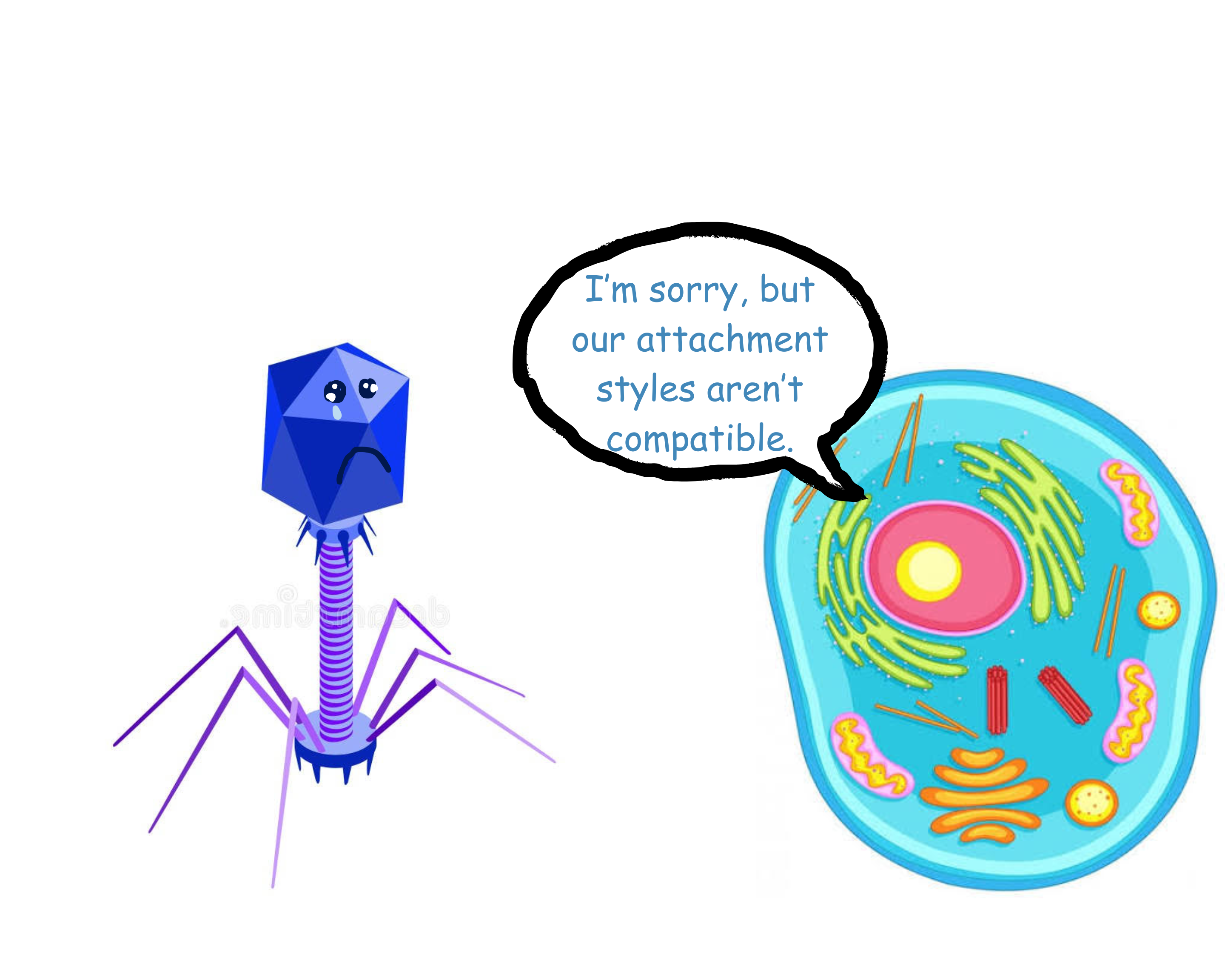 Bacteriophage Meets Animal Cell