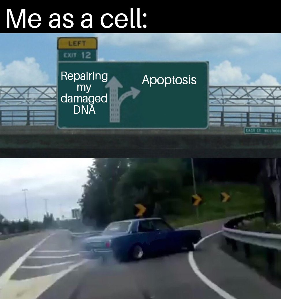 Apoptosis Is My Passion