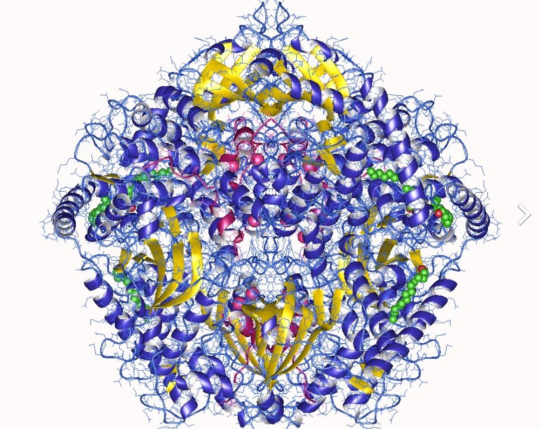 Biblically Accurate Protein