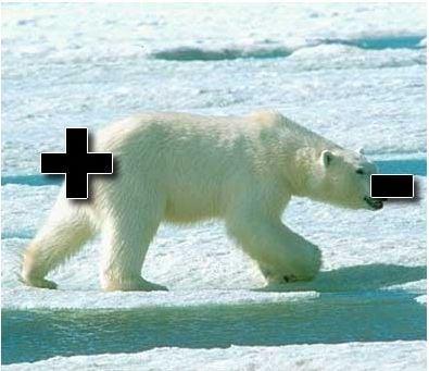 Polar Bear-y Scientific