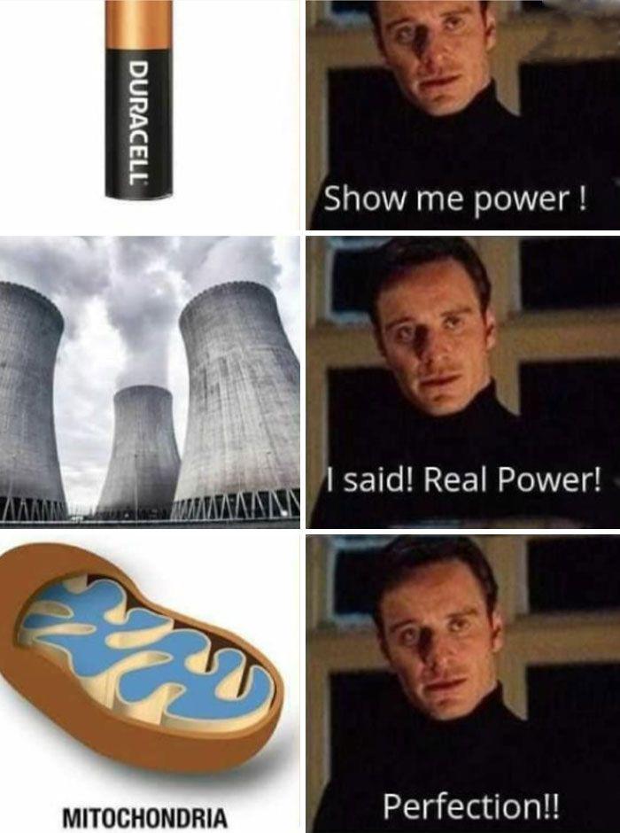 The Real Cellular Powerhouse