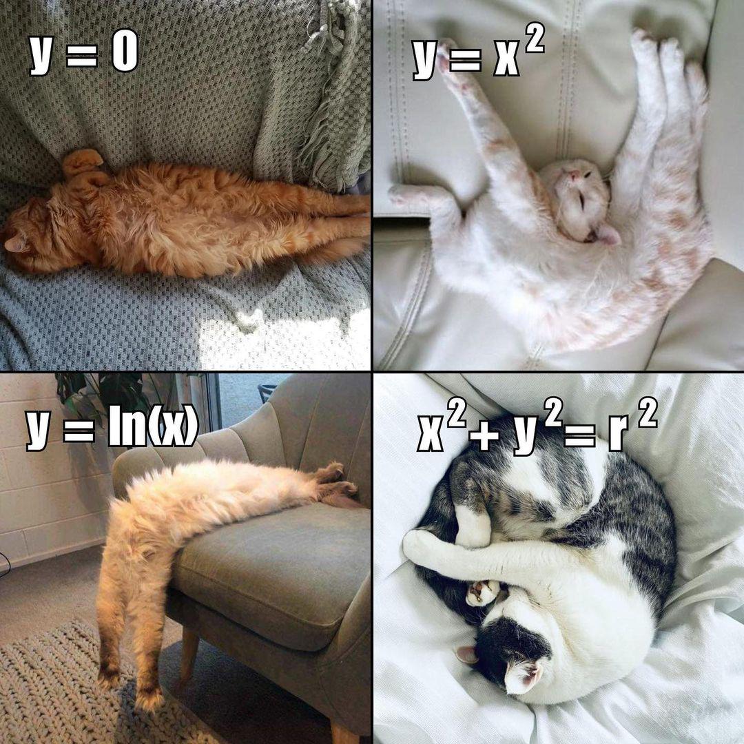 Feline Functions: When Cats Become Mathematical Equations