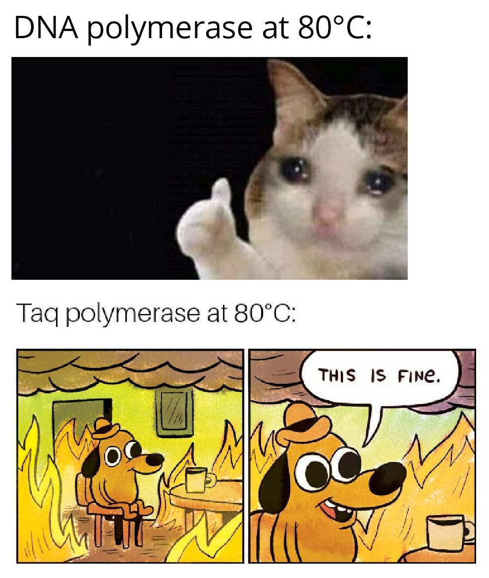 Taq Polymerase Go Brrrr