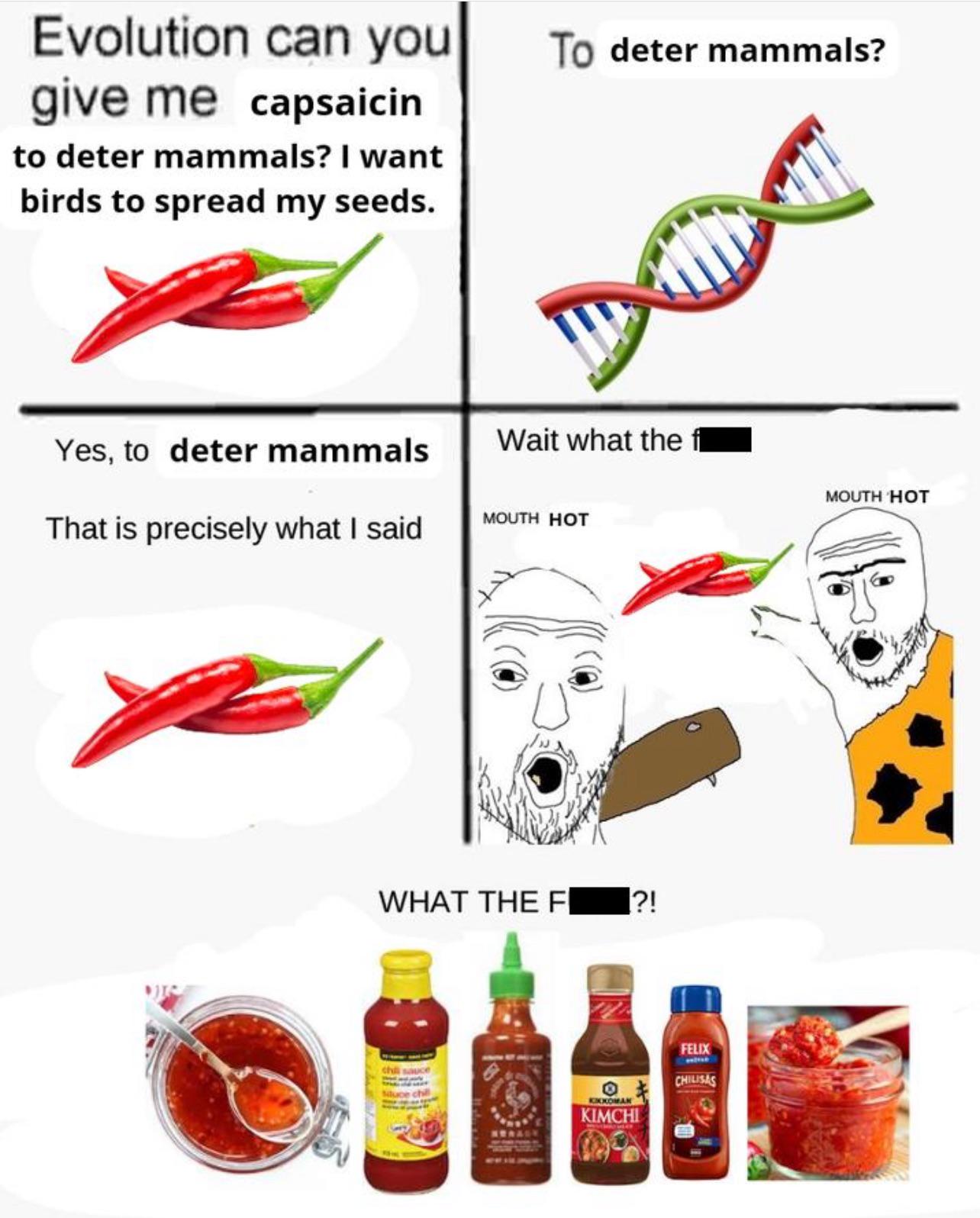A Spicy Evolutionary Backfire