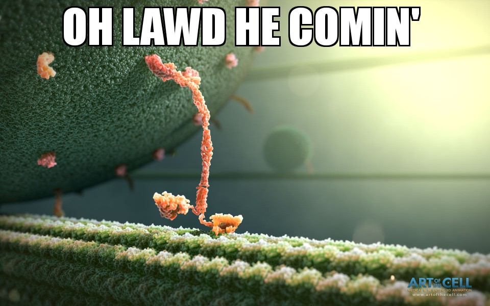 Just Kinesin Walkin'