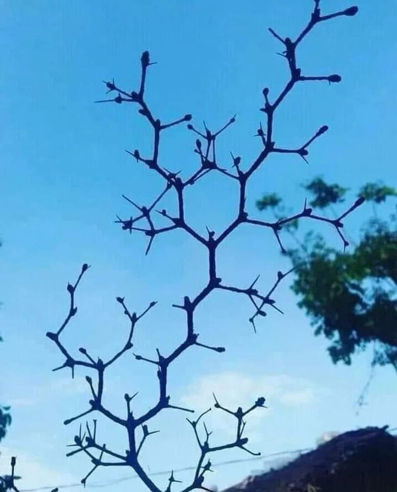 Look! It's A Chemistree!