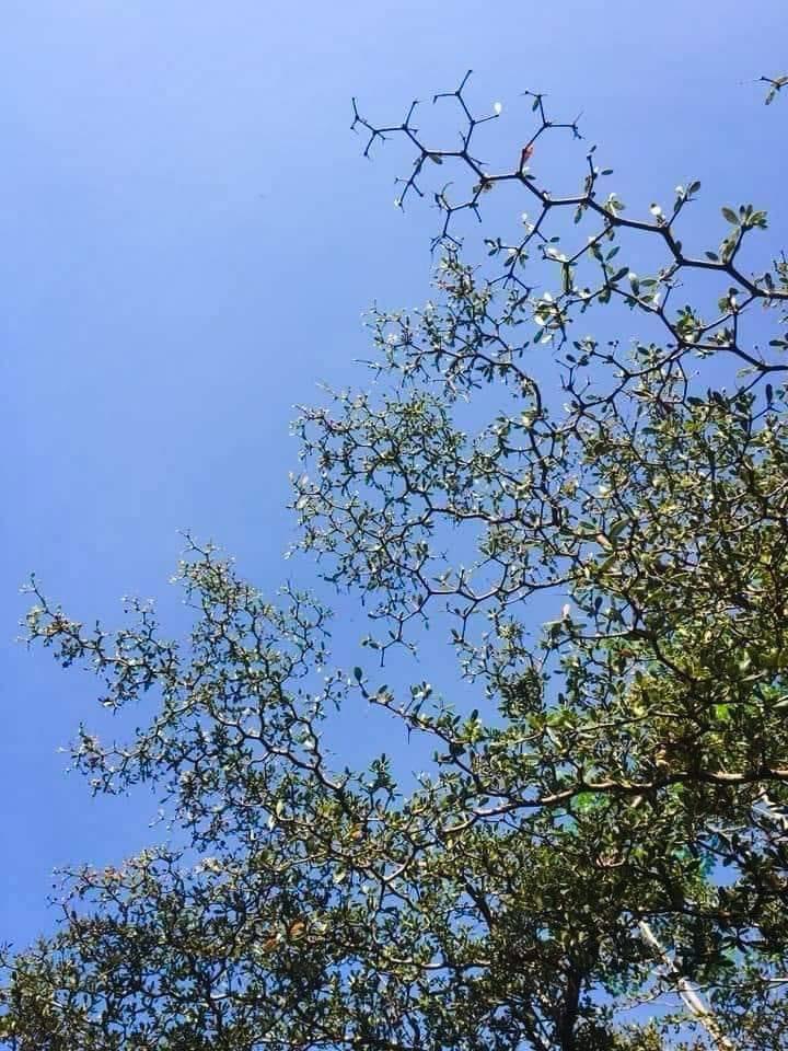 Chemistree