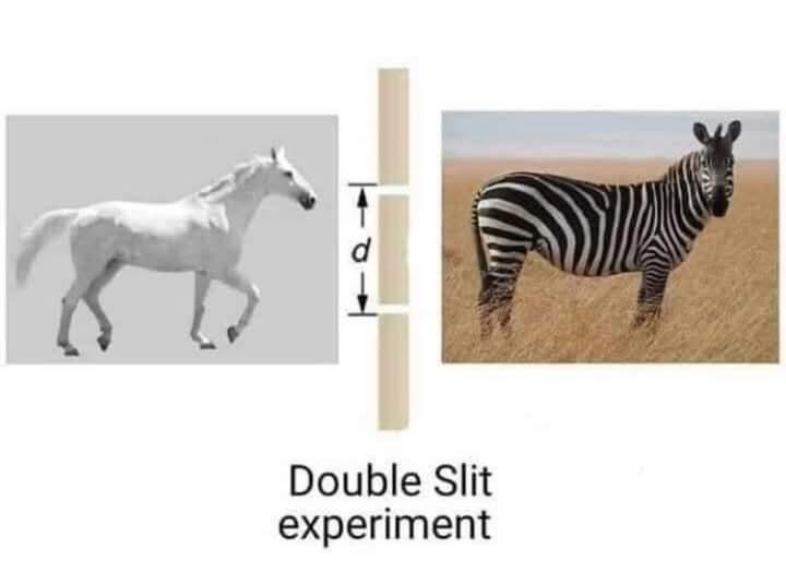 Quantum Evolution: Don't Look And You Get A Quagga