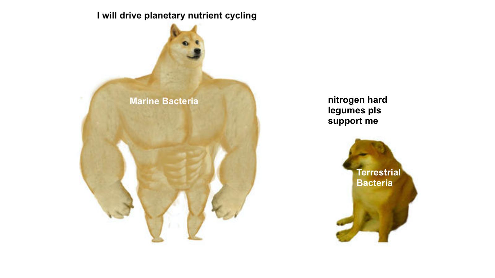Benthic Bodybuilders: Ocean Microbes Don't Skip Nutrient Day