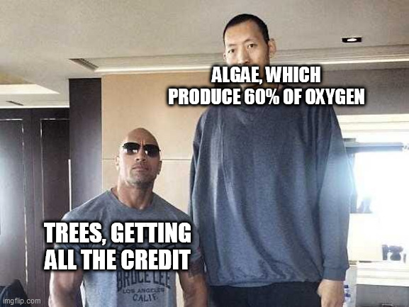 The Unsung Heroes Of Oxygen Production