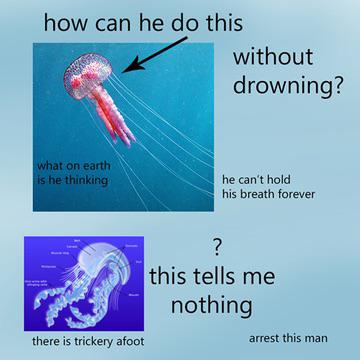 Jellyfish Don't Need Scuba Lessons
