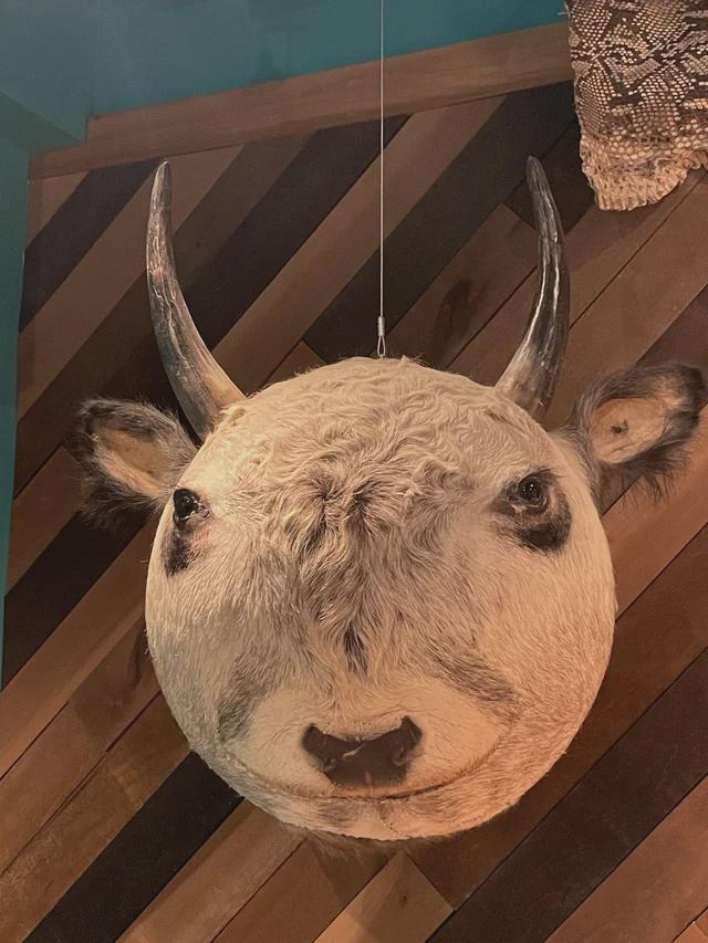 Ladies And Gentlemen: The Spherical Cow