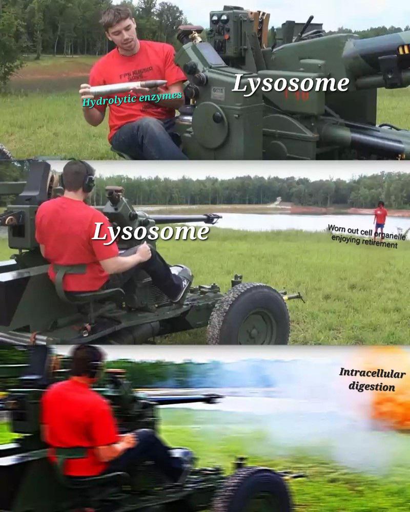 I'm Sorry Little One: The Lysosomal Execution