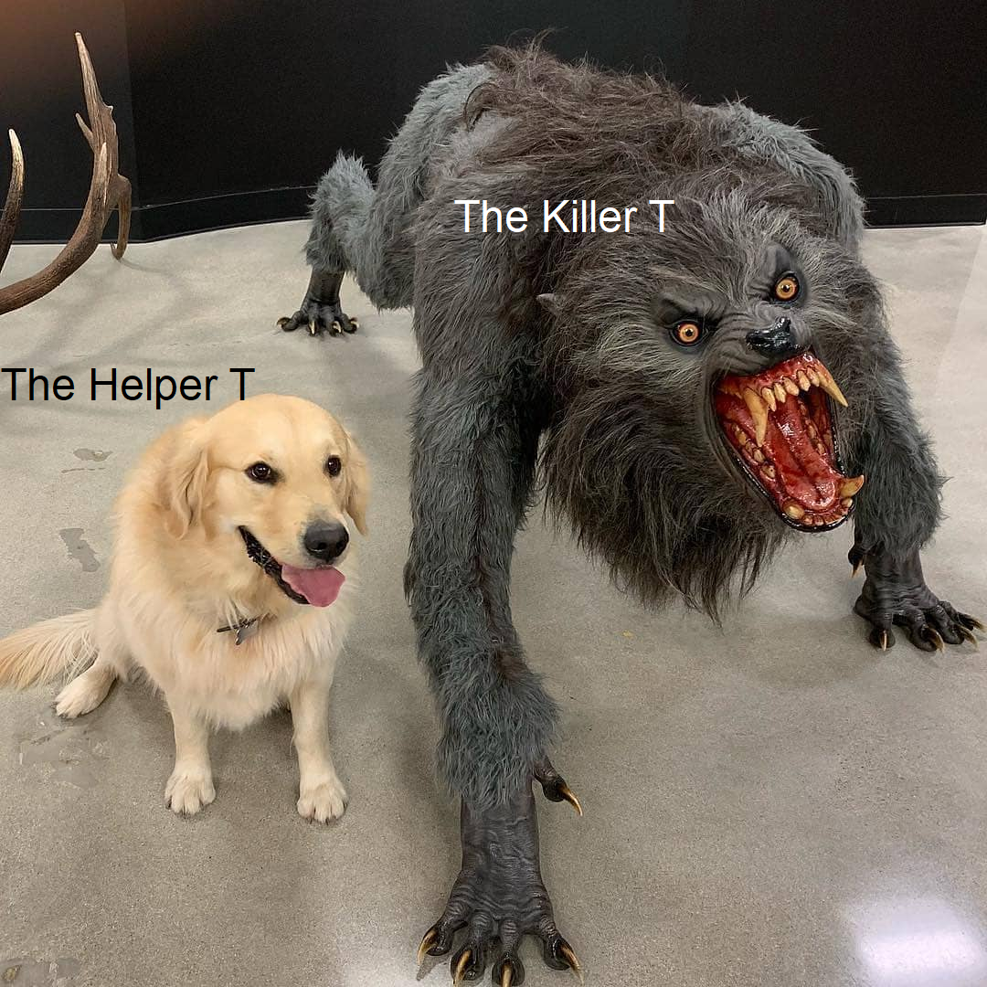 I Can Be Your Helper Or Your Killer - T Cell Edition