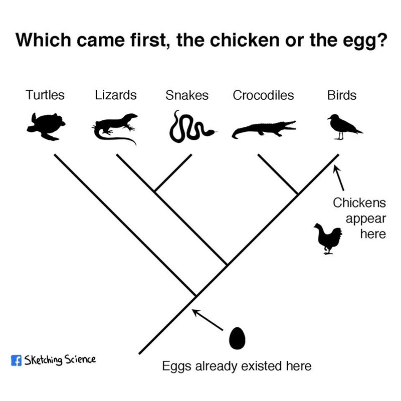 The Egg-cellent Evolutionary Paradox