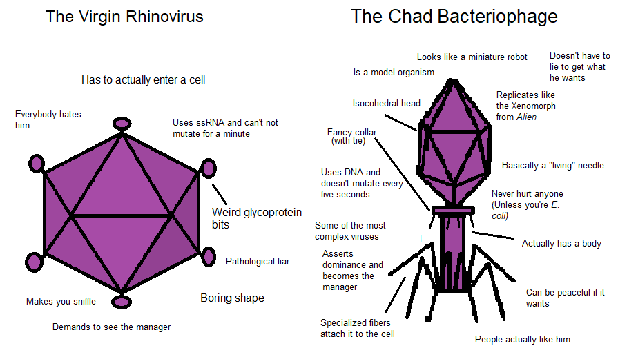 The Virgin Rhinovirus Vs. The Chad Bacteriophage