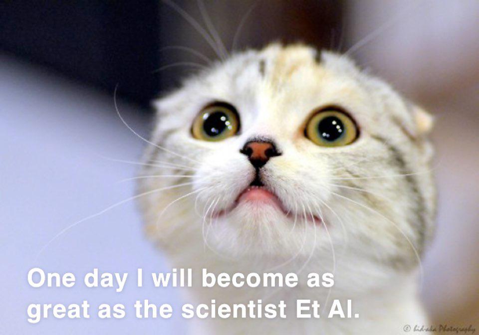 Cats Are My Emotional Vessel