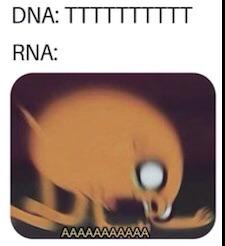 The Transcription Tantrum
