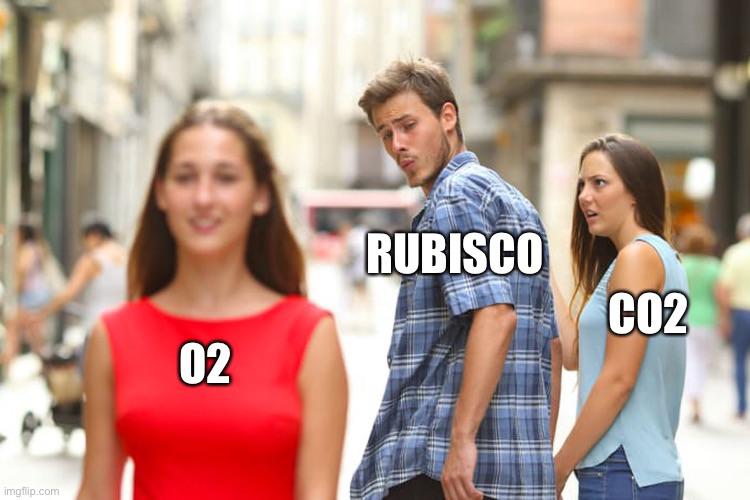 RuBisCO's Wandering Eye Problem
