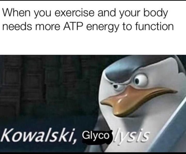 Kowalski, Analysis... Of My Glucose!