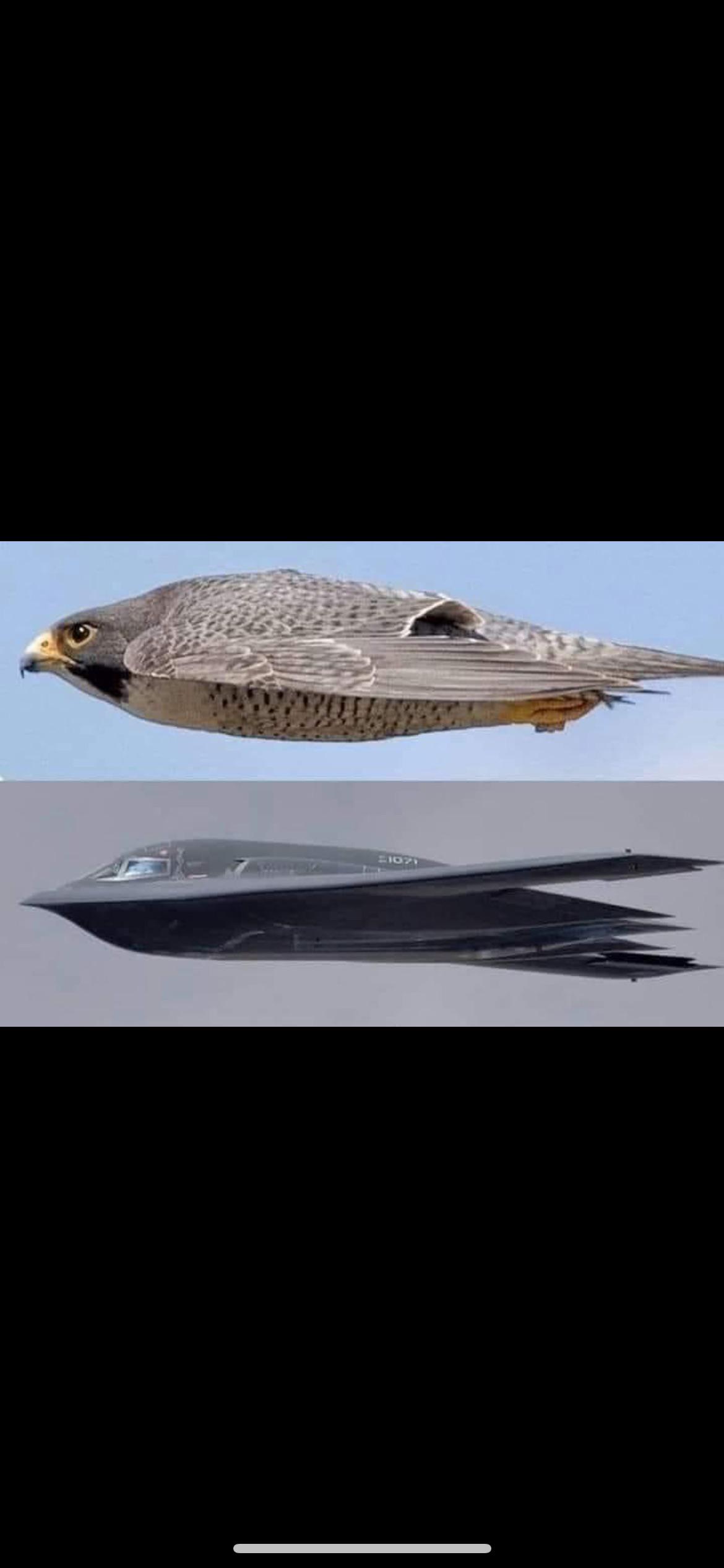 More Proof Birds Are Government Drones