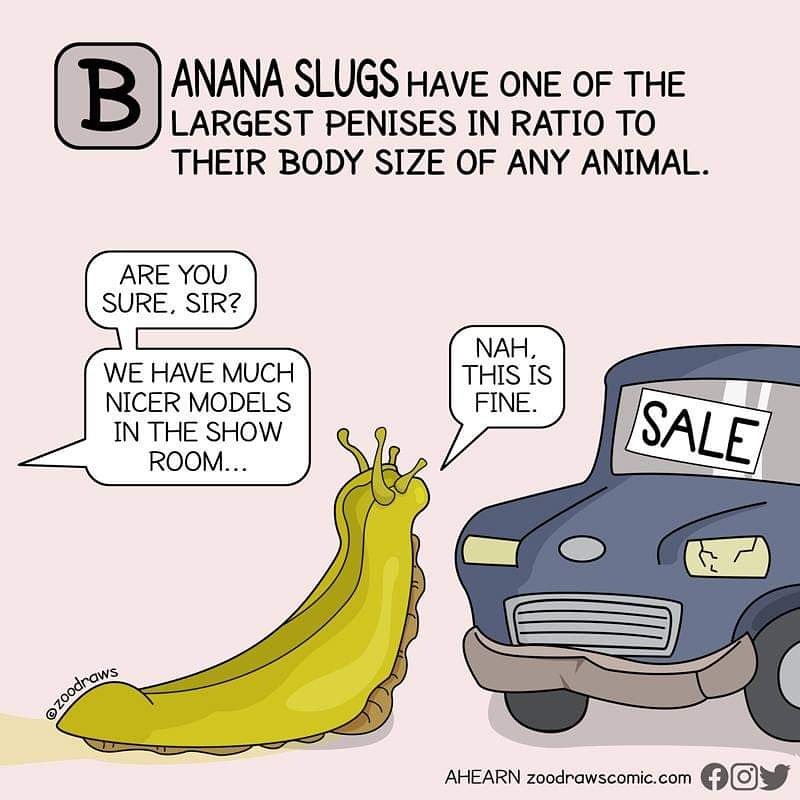 Size Matters In The Slug World