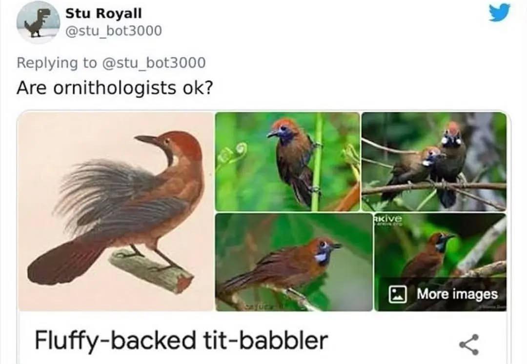 The Serious Business Of Naming Fluffy Birds