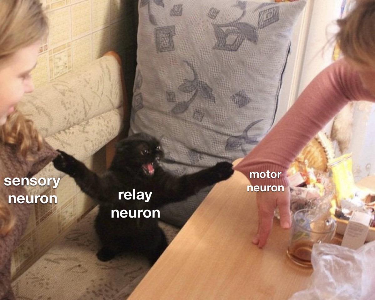 The Neural Reflex Arc: Feline Edition