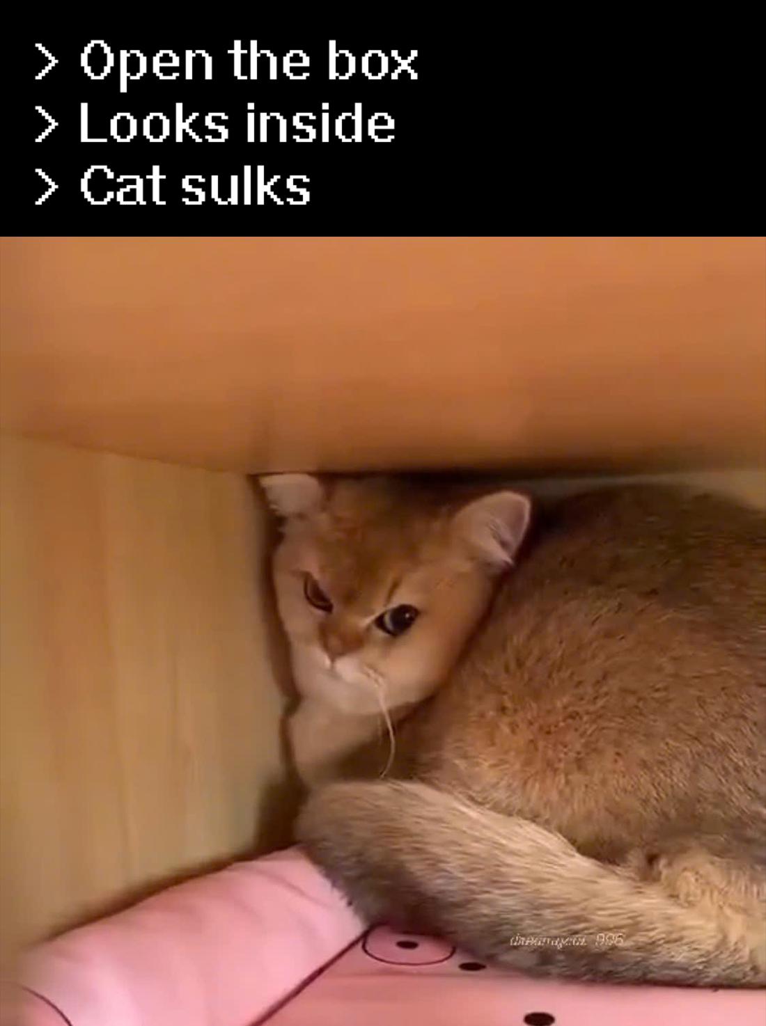 Schrödinger's Emotional Damage