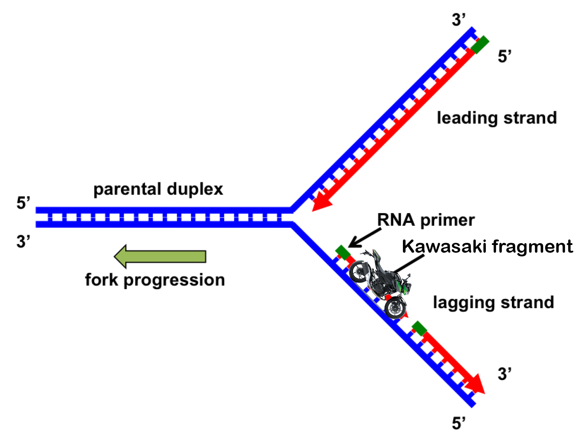 DNA Replication Gets A Motorcycle Upgrade