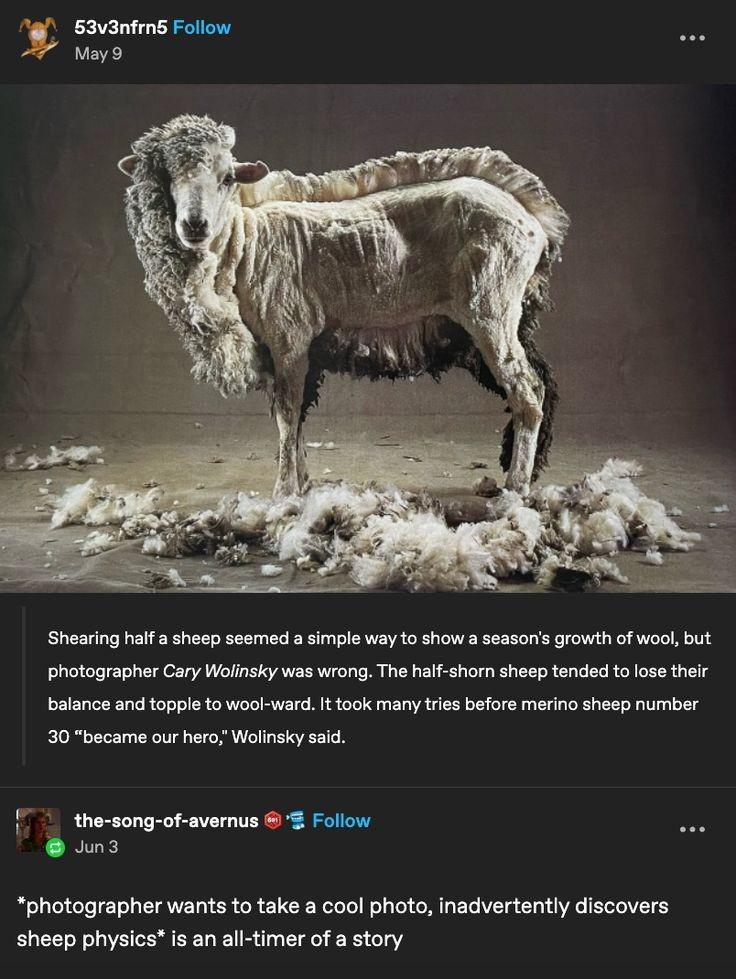 Sheep Physics: When Wool Meets Newton's Laws