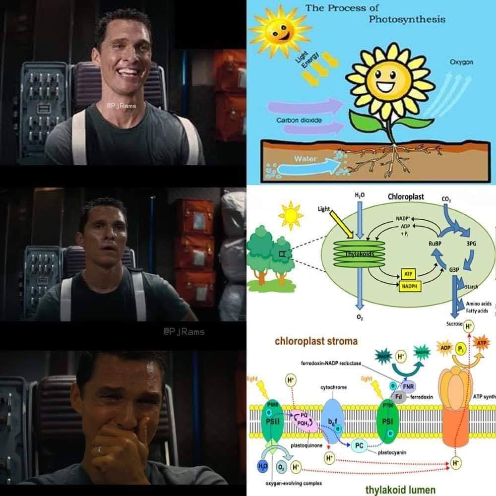 From Sunshine To Existential Crisis: The Photosynthesis Learning Curve