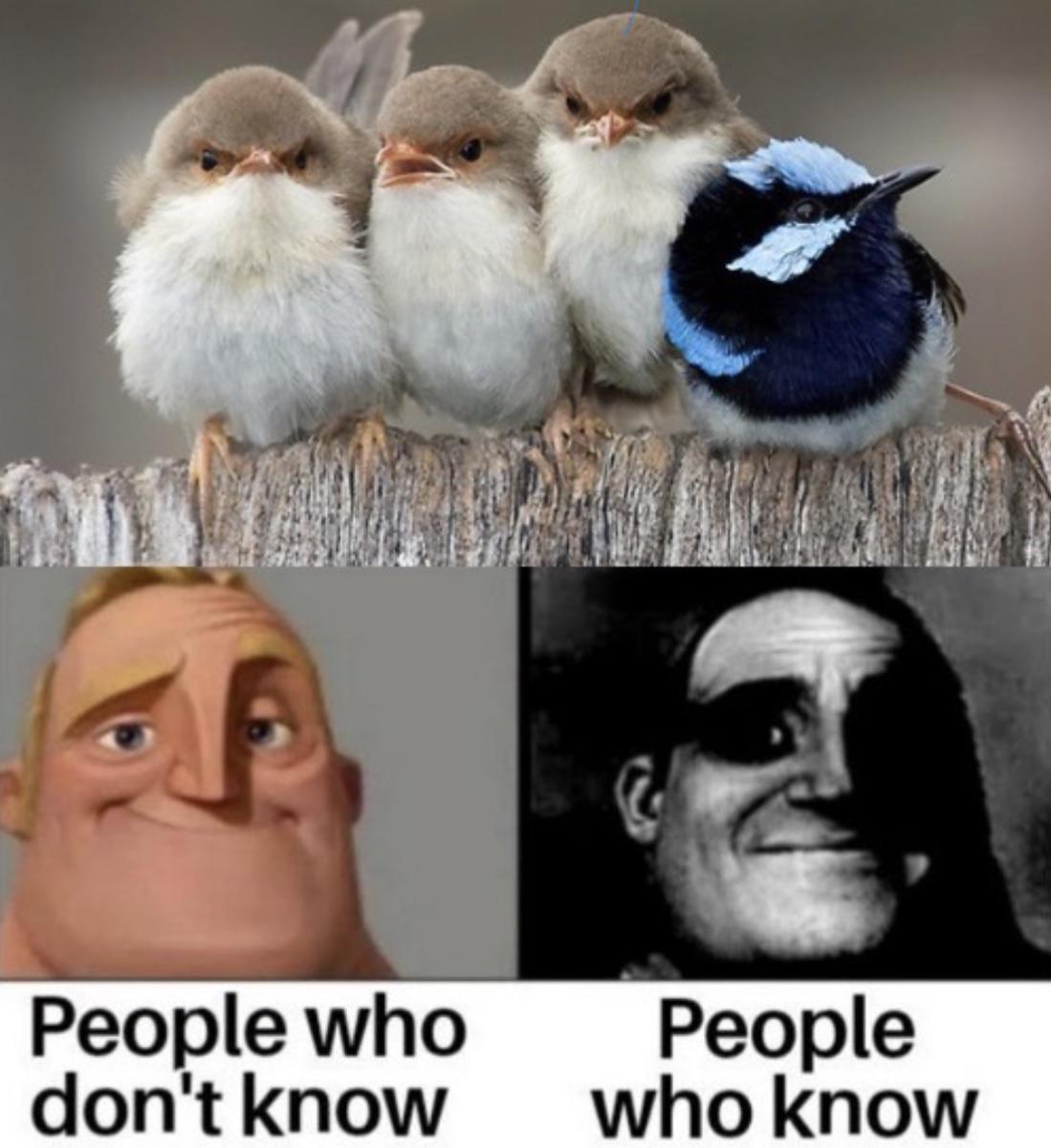 The Ornithological Awakening