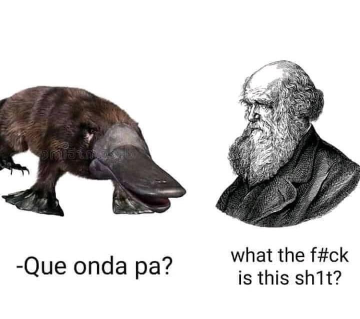 When Your Evolution Theory Meets The Platypus