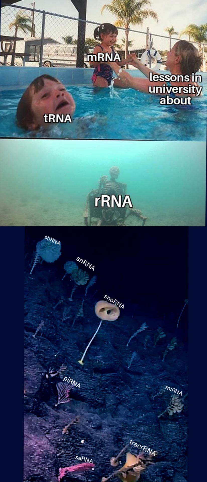 The RNA Iceberg: Where Academic Nightmares Begin