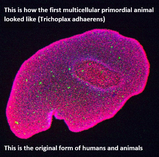 Primordial Sus: Our Amorphous Ancestor