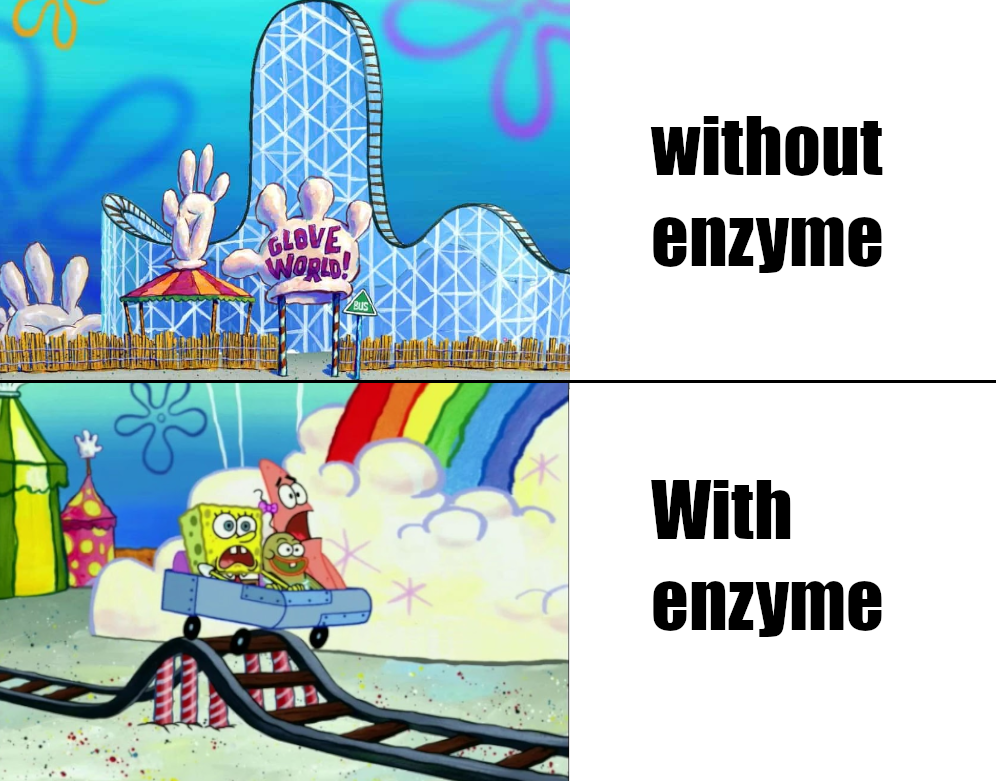 Enzymes: Nature's Roller Coaster Engineers