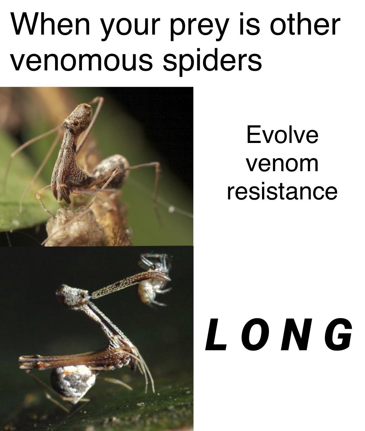 Assassin Spiders: Nature's Evolutionary Overachievers