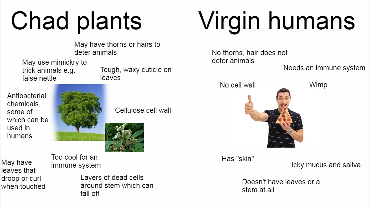 Chad Plants Vs. Virgin Humans