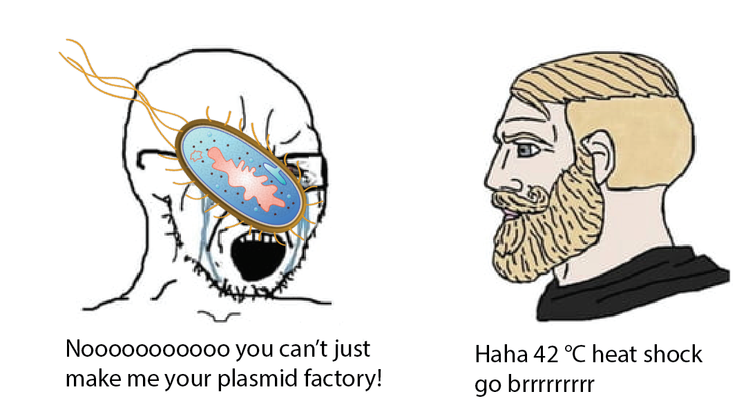 Brought To You By The E. Coli Transformation Gang