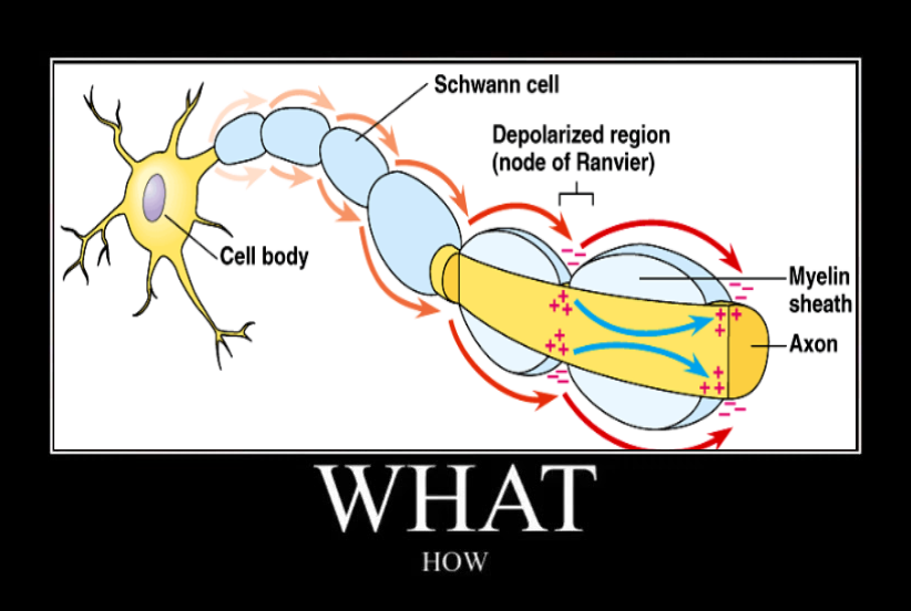What The Neuron Is Going On Here